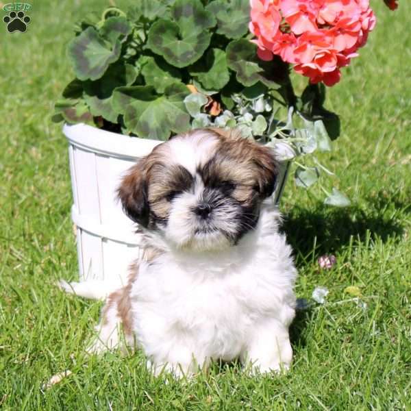 Cappuccino, Shih Tzu Puppy