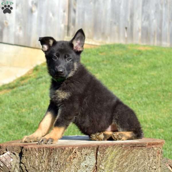 Capri, German Shepherd Puppy