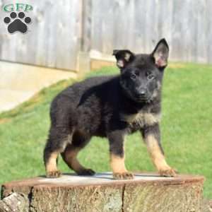 Capri, German Shepherd Puppy