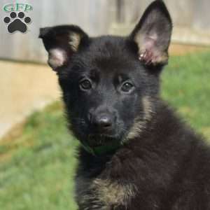 Capri, German Shepherd Puppy