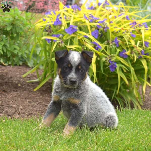 Captain, Blue Heeler – Australian Cattle Dog Puppy