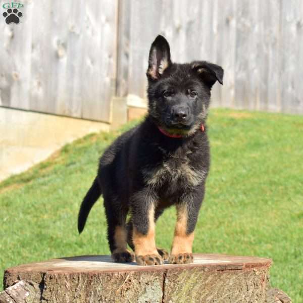 Captain, German Shepherd Puppy
