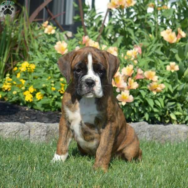Captain, Boxer Puppy
