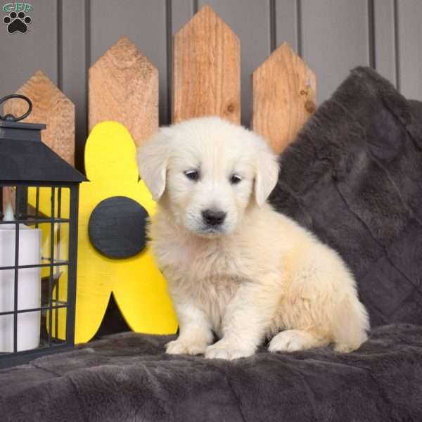 Captain, English Cream Golden Retriever Puppy