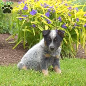 Captain, Blue Heeler – Australian Cattle Dog Puppy