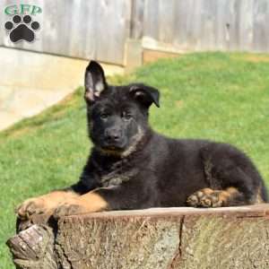Captain, German Shepherd Puppy
