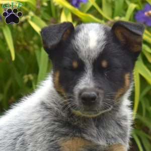 Captain, Blue Heeler – Australian Cattle Dog Puppy