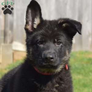 Captain, German Shepherd Puppy