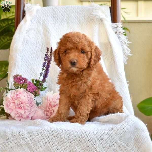 Caramel, Mini Goldendoodle Puppy