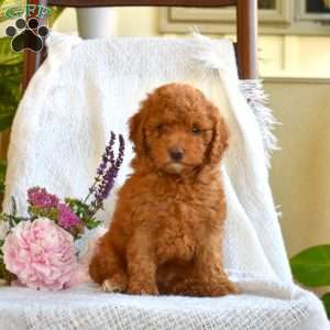 Caramel, Mini Goldendoodle Puppy
