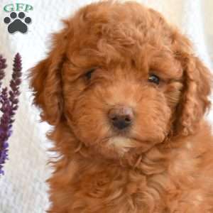 Caramel, Mini Goldendoodle Puppy