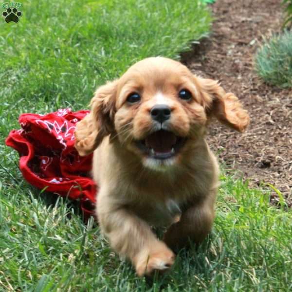 Caramel, Cavalier King Charles Spaniel Puppy