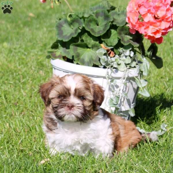 Caramel, Shih Tzu Puppy