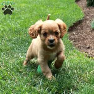 Caramel, Cavalier King Charles Spaniel Puppy