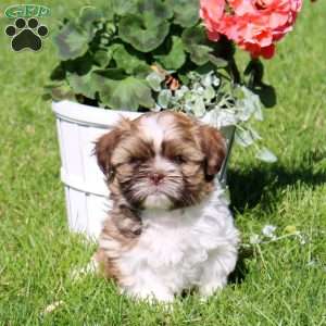 Caramel, Shih Tzu Puppy