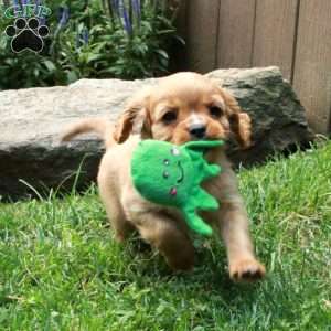 Caramel, Cavalier King Charles Spaniel Puppy