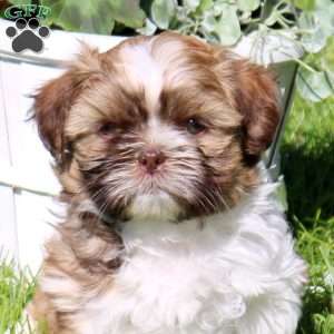 Caramel, Shih Tzu Puppy