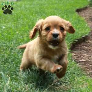 Caramel, Cavalier King Charles Spaniel Puppy