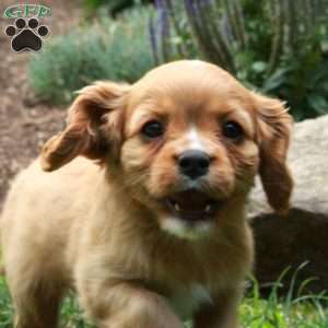 Caramel, Cavalier King Charles Spaniel Puppy