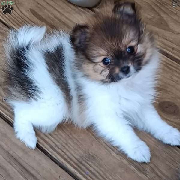 Caramella, Pomeranian Puppy