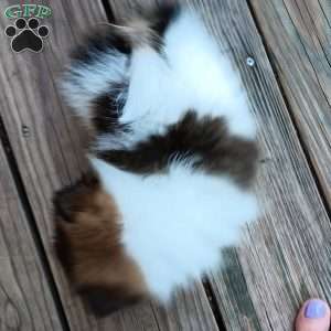 Caramella, Pomeranian Puppy