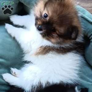 Caramella, Pomeranian Puppy