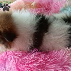 Caramella, Pomeranian Puppy