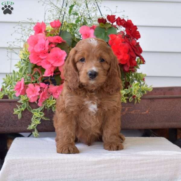 Carl, Cockapoo Puppy