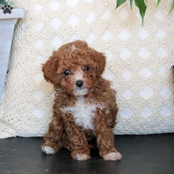 Carl, Toy Poodle Puppy