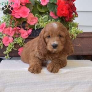 Carl, Cockapoo Puppy