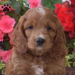 Carl, Cockapoo Puppy