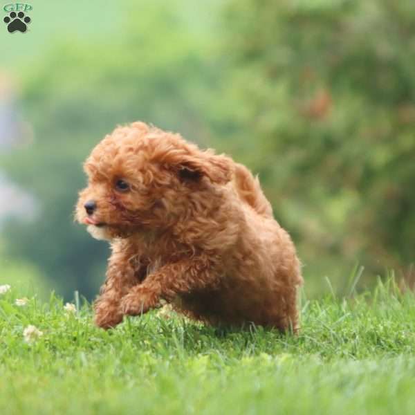 Carla, Cavapoo Puppy