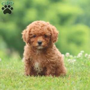 Carla, Cavapoo Puppy
