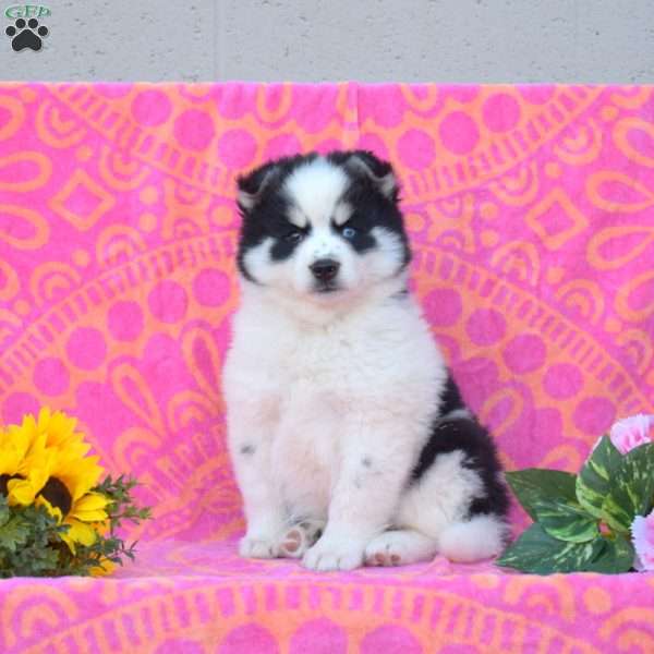 Carlos, Pomsky Puppy