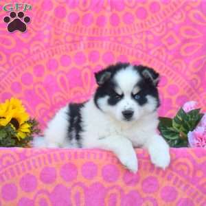 Carlos, Pomsky Puppy