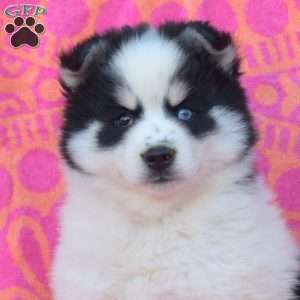 Carlos, Pomsky Puppy