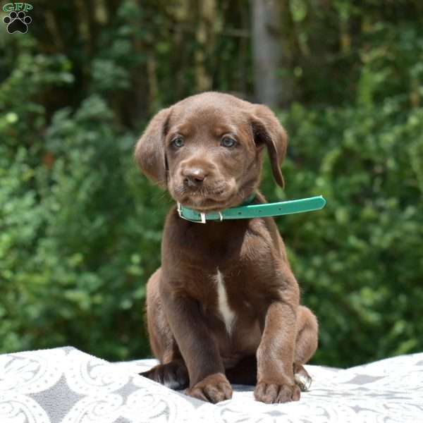 Carly, Labradoodle Puppy