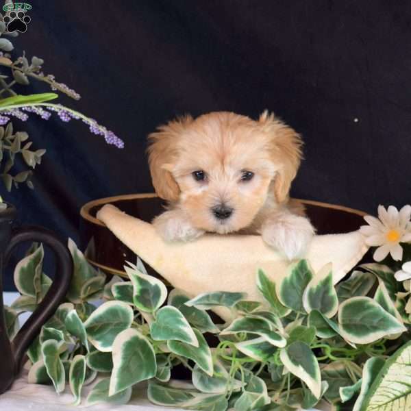 Carly, Maltipoo Puppy