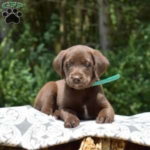 Carly, Labradoodle Puppy
