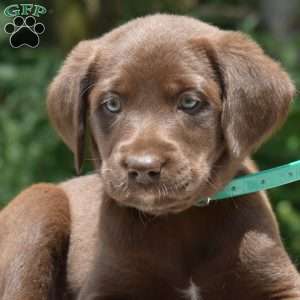 Carly, Labradoodle Puppy