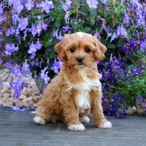 Carly, Cavapoo Puppy