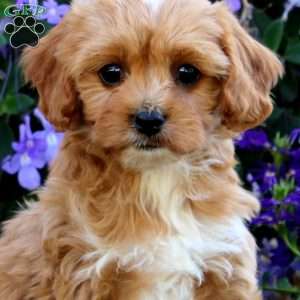 Carly, Cavapoo Puppy