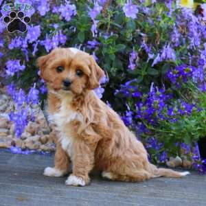 Carly, Cavapoo Puppy