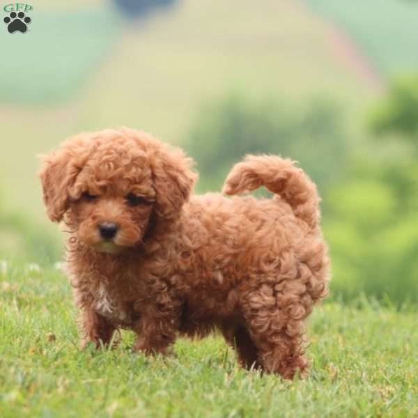 Carman, Cavapoo Puppy