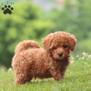 Carman, Cavapoo Puppy