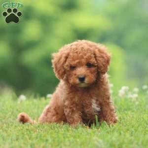 Carman, Cavapoo Puppy