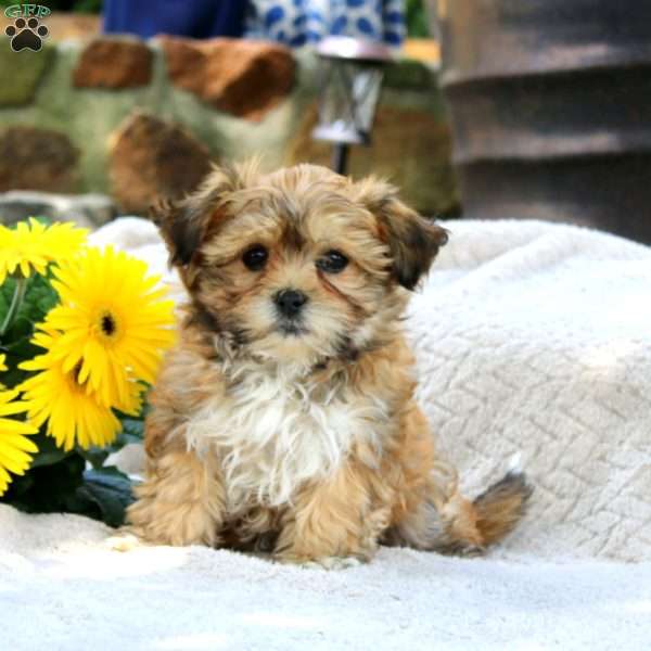 Carmel, Teddy Bear Puppy