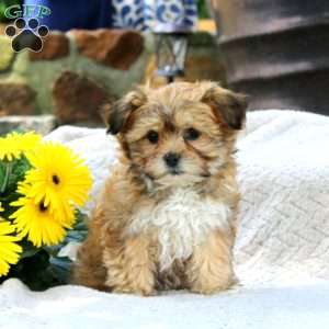 Carmel, Teddy Bear Puppy