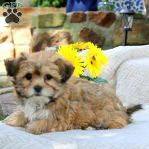 Carmel, Teddy Bear Puppy
