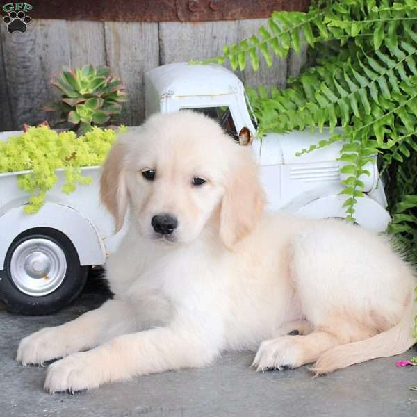 Carmen, Golden Retriever Puppy